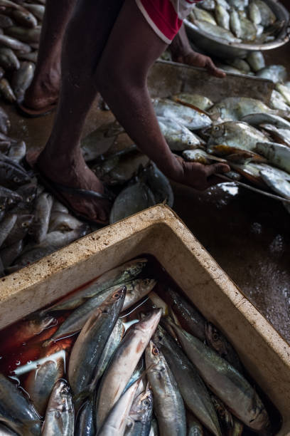 istock fish market in Jaffna close up working 1357423205