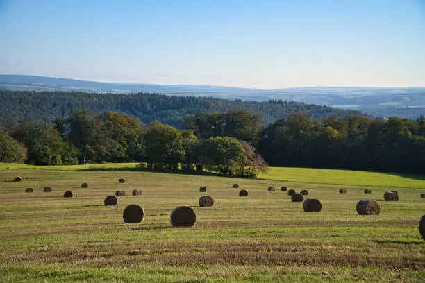 A meadow full of tied straw bales in front of a forest edge. Landscape environment from Saarland