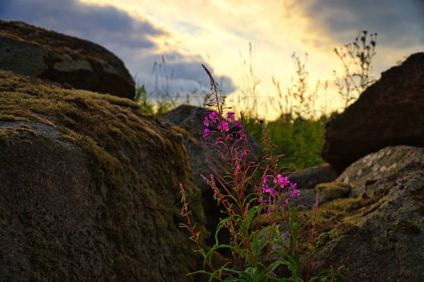 istock a flower meadow in smalland in sweden. the fields are bordered by stones 1357423981