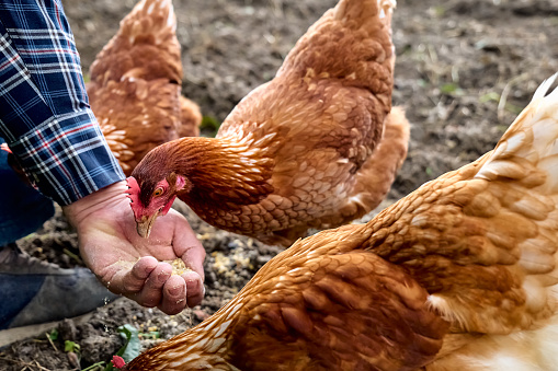 Man feeding hens from hand in the farm. Free-grazing domestic hen on a traditional free range poultry organic farm. Adult chicken walking on the soil.