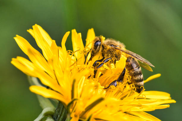 istock bees collecting nymphs on a flower. 1357424241