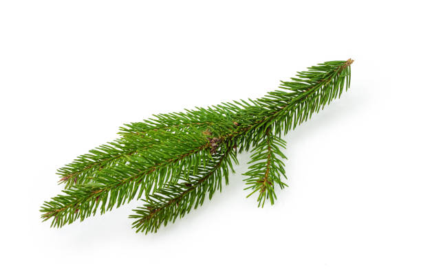 istock Small live branch of a spruce on a white background 1357424438