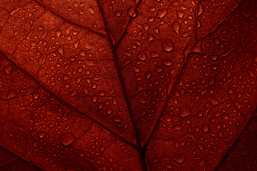 Macro photo of red fall leaf with raindrops.