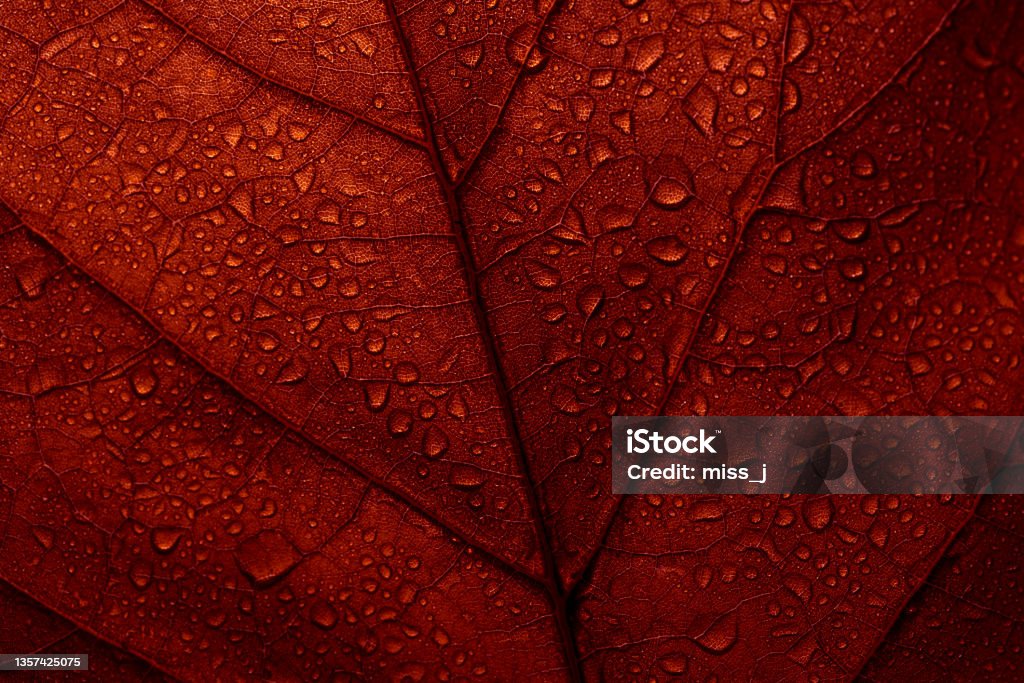 Macro photo of red fall leaf with raindrops. Macro photo of red fall leaf with raindrops. Autumn leaves texture background. Seasonal botanical detail wallpaper. Abstract foliage art banner. Maple Leaf Stock Photo