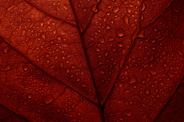 Macro photo of red fall leaf with raindrops. Macro photo of red fall leaf with raindrops. Autumn leaves texture background. Seasonal botanical detail wallpaper. Abstract foliage art banner. leaf vein photos stock pictures, royalty-free photos & images