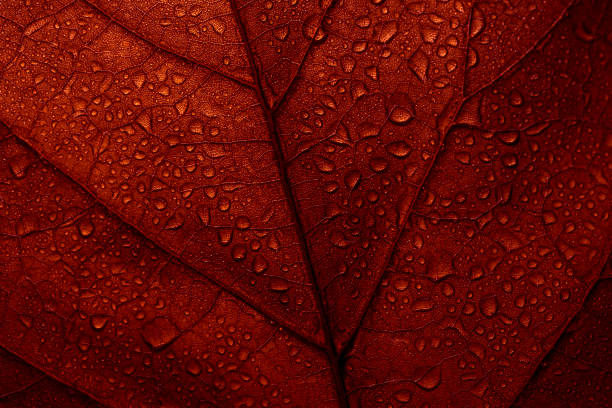 Macro photo of red fall leaf with raindrops. Macro photo of red fall leaf with raindrops. Autumn leaves texture background. Seasonal botanical detail wallpaper. Abstract foliage art banner. wet wood texture stock pictures, royalty-free photos & images