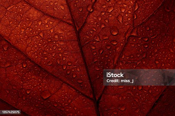 Macro Photo Of Red Fall Leaf With Raindrops Stock Photo - Download Image Now - Maple Leaf, Macrophotography, Backgrounds
