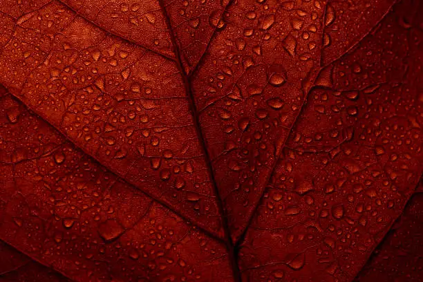 Photo of Macro photo of red fall leaf with raindrops.
