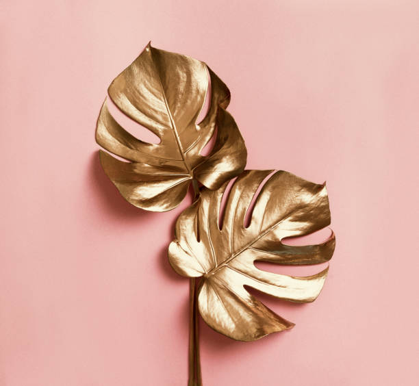istock Golden monstera leaves on pastel pink background. 1357425210