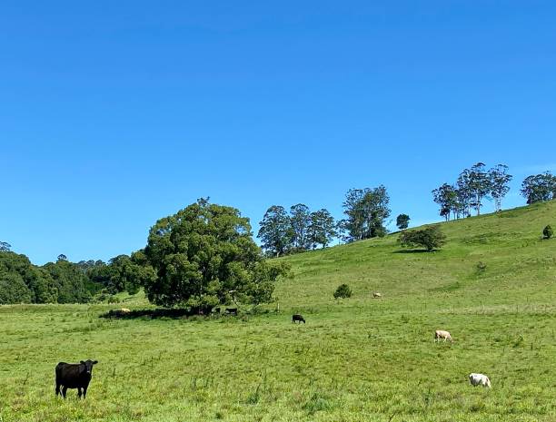 istock Country Pastures with Cattle 1357425306
