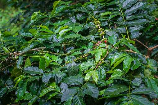 Blooming coffee on a branch. Raw coffee beans on the coffee tree