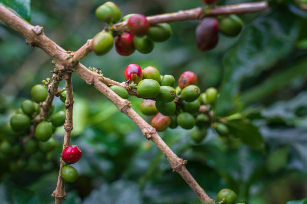 istock Blooming coffee on a branch. Raw coffee beans on the coffee tree 1357425630