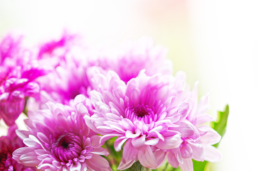 Chrysanthemum violet for background and inspiration