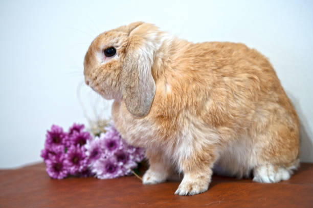 istock old rabbit bunny hollandlop brown color with flower 1357426489