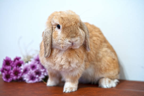 old rabbit bunny hollandlop brown color with flower old rabbit bunny hollandlop brown color with flower fluffy rabbit stock pictures, royalty-free photos & images