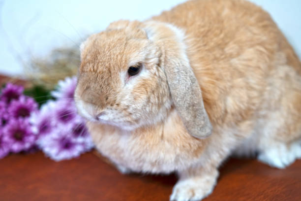 istock old rabbit bunny hollandlop brown color with flower 1357426496