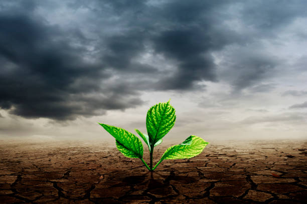 istock Green plant seedling growing in dry soil. Global warming and climate change concept. 1357426597