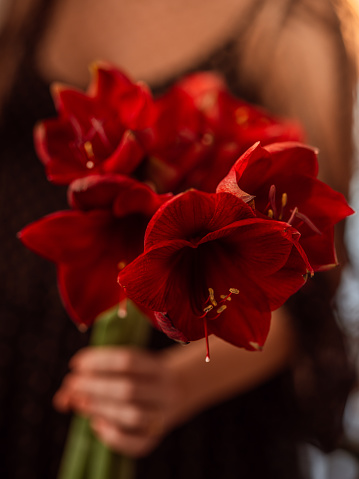woman holding amaryllis infront of her christmas flowers\nphoto of bouquet of red amaryllis, unrecognizable person in background
