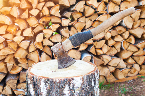 Axe in birch stump. Harvesting wood for the winter.