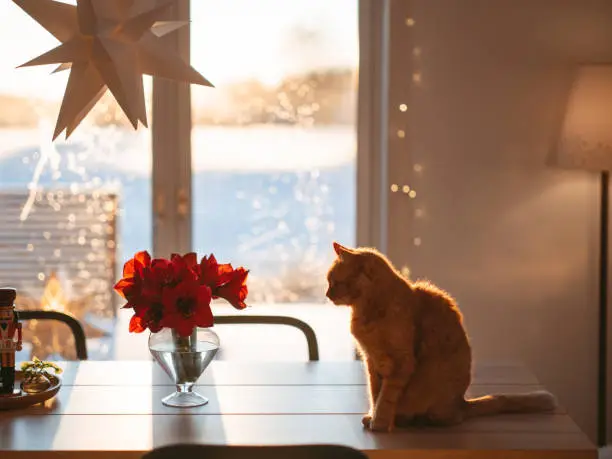 Cat and amaryllis on kitchen table in christmas time