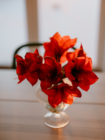 Amaryllis on kitchen table in christmas time