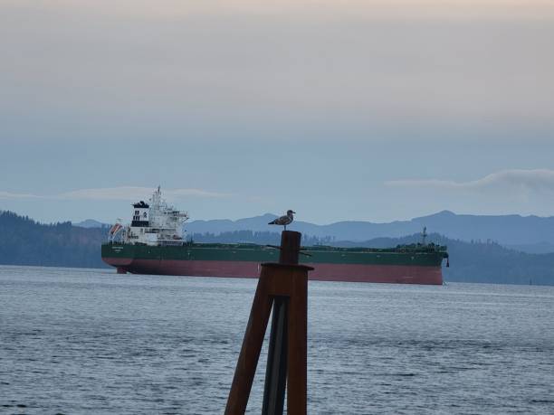 istock Sbipwatcb Gull on Columbia River 2 1357427352