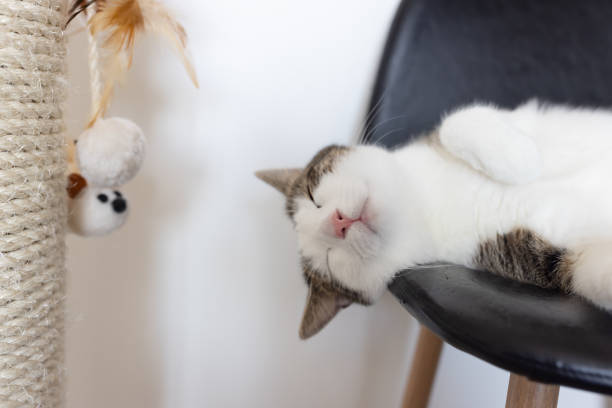 istock Happy cat laying on leather chair next to scratching post 1357428062