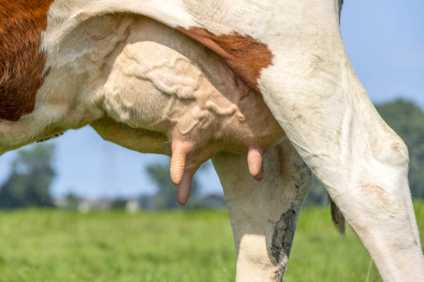 mucca della mammella e tettarella ravvicinate, rosa tenue e grandi vene mammarie - lactiferous duct foto e immagini stock