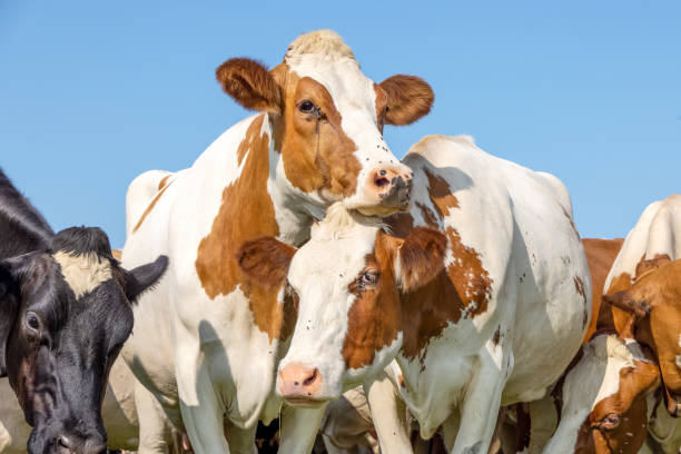 istock Cow love playfully cuddling another in a pasture under a blue sky 1357429155