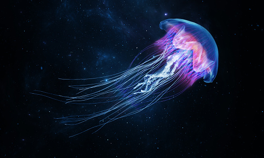 Glowing jellyfish swim deep in blue sea. Medusa neon jellyfish fantasy in space cosmos among stars