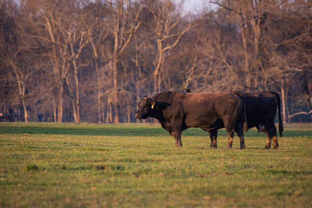 istock Angus bull and cow in pasture 1357431223