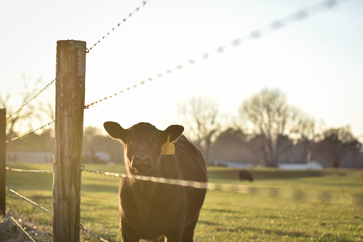 Angus calf bathed in golden hour sunlight standing near a barbed wire fence looking at the camera with negative space.