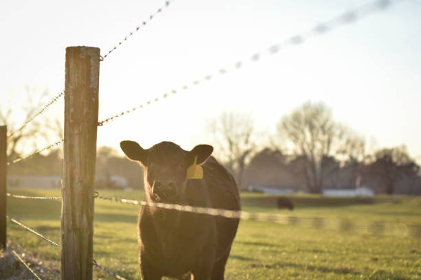 Angus calf in golden hour sunlight near fence Angus calf bathed in golden hour sunlight standing near a barbed wire fence looking at the camera with negative space. cattle pen stock pictures, royalty-free photos & images