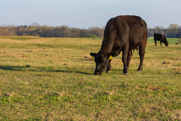istock Angus heifer grazing in early spring field 1357431342