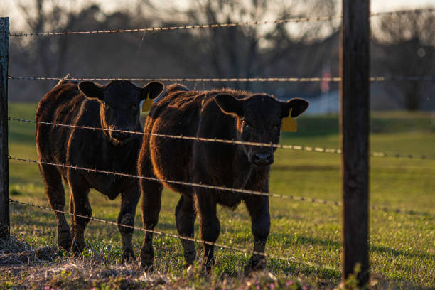 istock Angus heifers walking along fenceline 1357431377