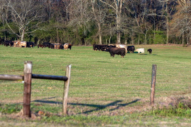 istock Herd of cattle around hay feeders in spring 1357431536