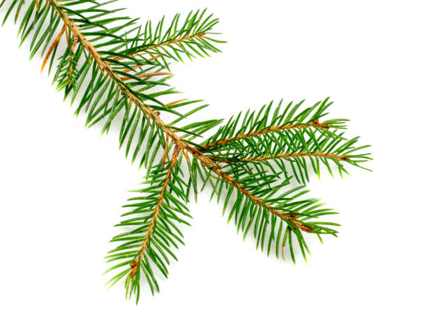 istock Fir branch isolated on white background 1357431547