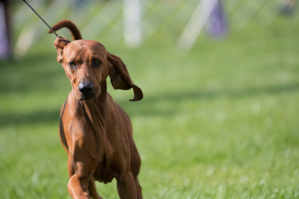 redbone coonhound in anello per esposizione canina - redbone coonhound foto e immagini stock