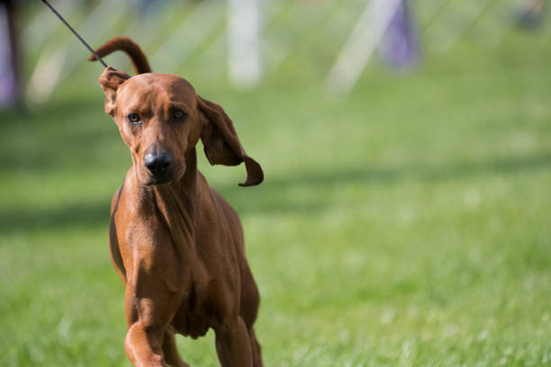 レッドボーン クーンハウンド イン ドッグ ショー リング - redbone coonhound ストックフォトと画像