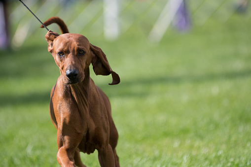 Redbone Coonhound walking towards camera at a dog show in New York