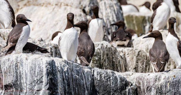 guillemots na skałach na wyspach farne, northumberland, anglia - farnes zdjęcia i obrazy z banku zdjęć