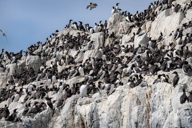 guillemots na skałach na wyspach farne, northumberland, anglia - farnes zdjęcia i obrazy z banku zdjęć