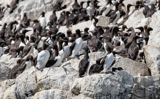 guillemots na skałach na wyspach farne, northumberland, anglia - farnes zdjęcia i obrazy z banku zdjęć