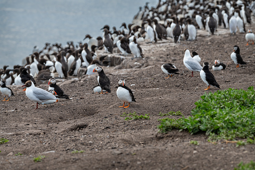 Puffins on the ground on Inner Farne Island in the Farne Islands, Northumberland, England