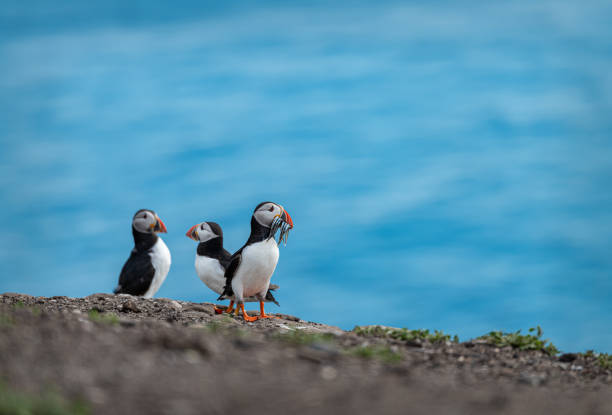 papageientaucher mit fischen auf dem boden auf inner farne island in den farne islands, northumberland, england - papageitaucher stock-fotos und bilder