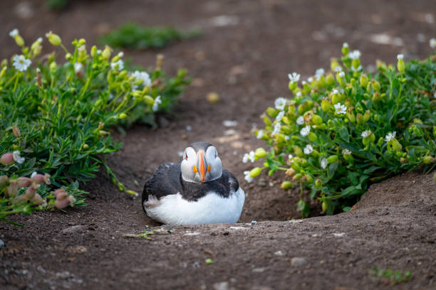 maskonury na ziemi na inner farne island na wyspach farne, northumberland, anglia - farnes zdjęcia i obrazy z banku zdjęć