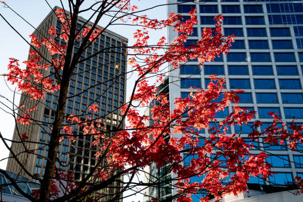 istock Red maple in the city building 1357434314