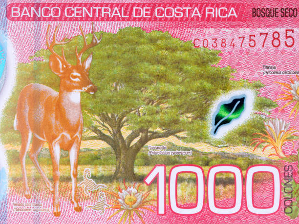 istock Dry forest and White-tailed deer from Costa Rican money 1357434431