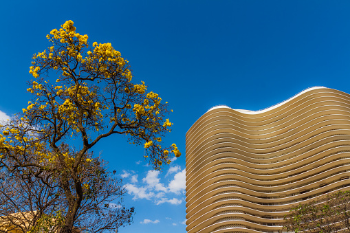 Apartment building by Oscar Niemeyer and Yellow flower tree, Ipe, in Liberty Square (Praça da LIberdade), Belo Horizonte, Minas Gerais, Brazil