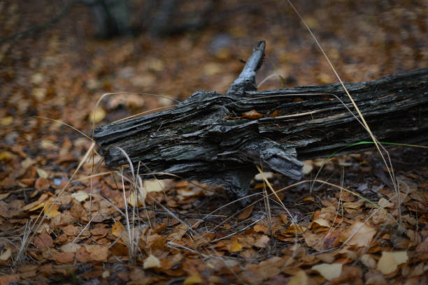 istock Old tree trunk resembling a dragon on yellow autumn leaves 1357435934